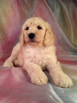 Are you looking for a professional breeder of dogs in Iowa? Iowa's top breeder Purebredpups has an apricot colored male poodle puppy for sale!